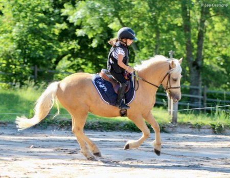 Stage poney ou cheval