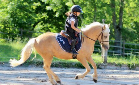 Stage poney ou cheval